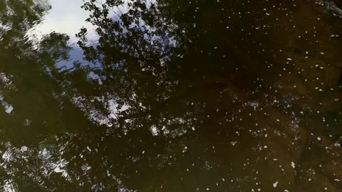 Reflection of tree branches in slowly flowing water Video stock 170323797