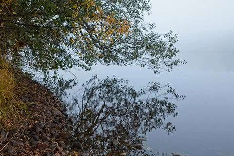Reflection of tree branches on water surface. Stock Photos