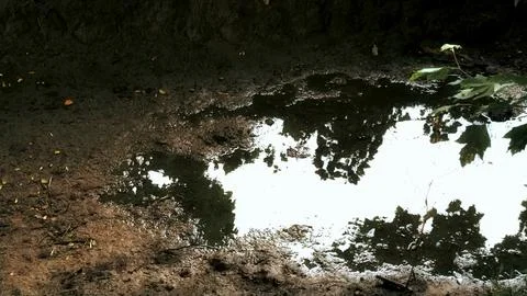 Reflection of Tree Canopy and Sky in a Muddy Forest Puddle 스톡 사진