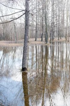 Reflection of a tree in a city pond. View of the pond in the park. Stock Photos