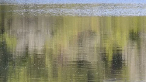 Reflection of tree-covered banks in the calm water Video stock 111030284