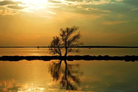 Reflection of tree with golden sunlight in flooded park Stock Photos