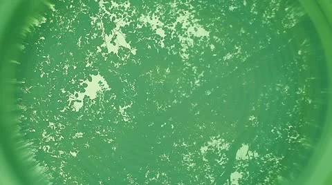 Reflection of tree green Stock Footage 18182610