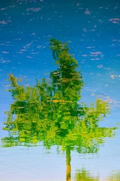 Reflection of a tree with green leaves in the water of a lake. Stock Photos