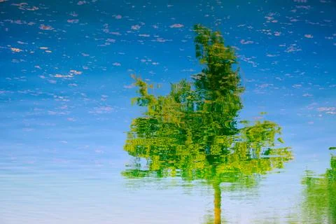 Reflection of a tree with green leaves in the water of a lake. Stock Photos