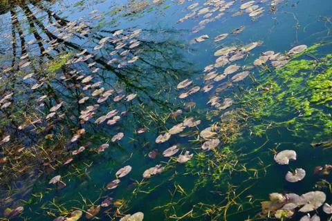 Reflection of tree on a green pond Stock Photos