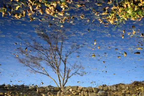Reflection of tree on a green pond Stock Photos