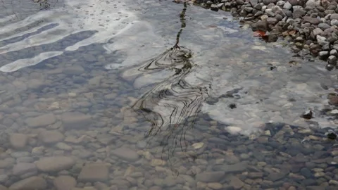 Reflection of a tree in the lake Stock Footage 171809105