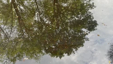 Reflection of tree on the lake  Stock Photos