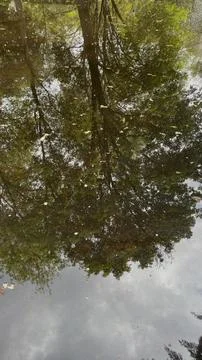 Reflection of tree on the lake  Stock Photos