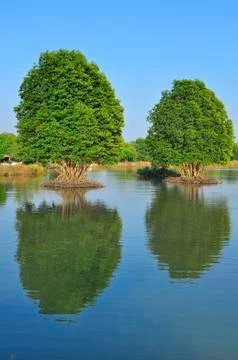 Reflection tree landscape Stock Photos