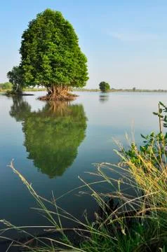 Reflection tree landscape Stock Photos