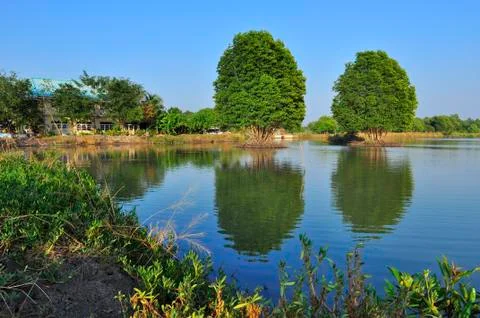 Reflection tree landscape Stockfoto's