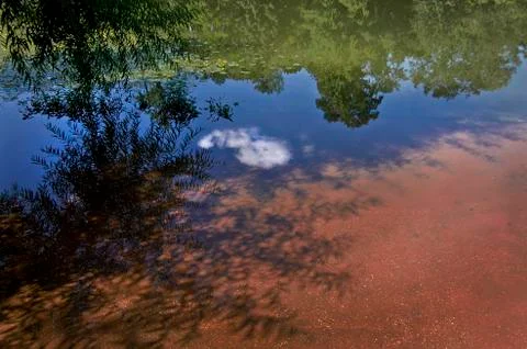Reflection of tree leaves in water Stock Photos
