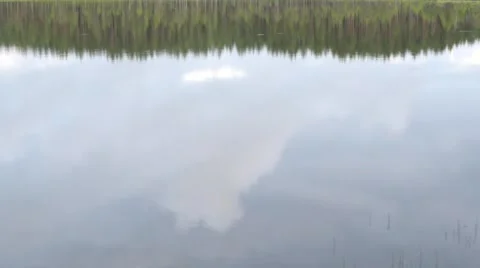 A reflection of a tree line from the surface of a lake Stock Footage 55724257