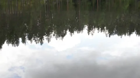 A reflection of a tree line from the surface of a lake Stock Footage 55724962