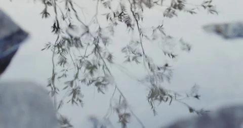 Reflection of a tree in a mountai Stock Footage 305790377