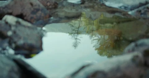 Reflection of a tree in a mountain river Stock Footage 305348327