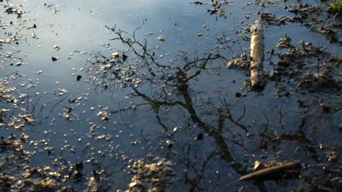 Reflection of tree in muddy puddle at sunset Video stock 235206226
