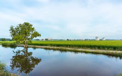 Reflection of tree at paddy field under the blue skies Stock Photos