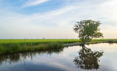 Reflection of tree at paddy field under the blue skies Stock Photos