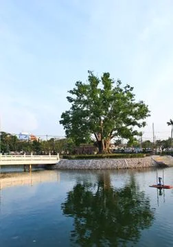 Reflection of tree Stock Photos