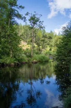 Reflection of tree Stock Photos