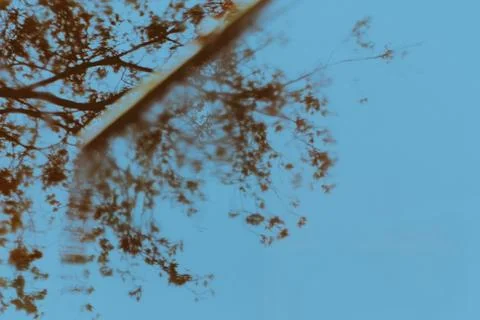 Reflection of a tree Stock Photos