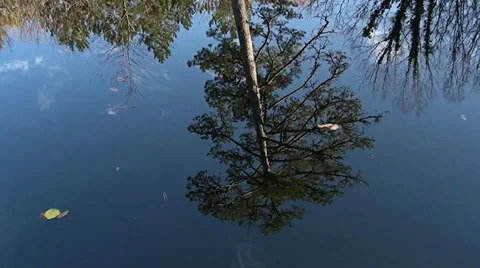 Reflection of tree pine-tree in a lake, Crimea Video stock 33450565