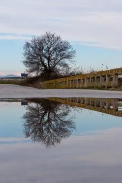 Reflection of a tree in a pond after rain Stock Photos