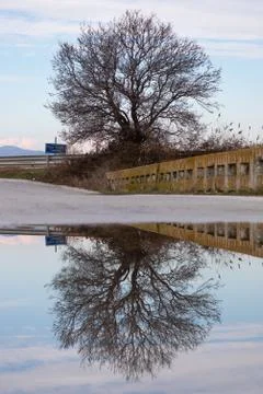 Reflection of a tree in a pond after rain Stock Photos