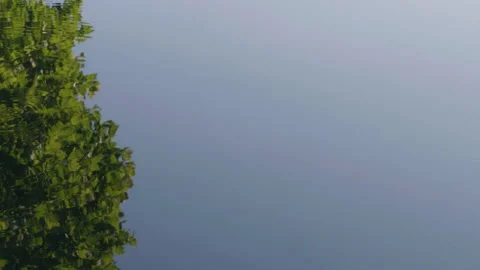 The reflection of a tree in a pond in Central Park Stock Footage 279136913