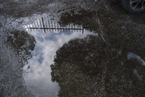 Reflection of tree in puddle after thunderstorm Stock Photos