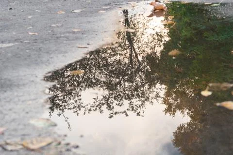 Reflection of tree in puddle on asphalt. selective focus Stock Photos