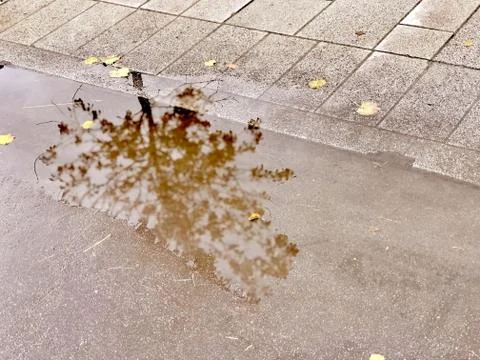 Reflection of a tree in a puddle with autumn leaves on a path in the park Stock Photos
