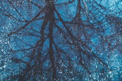 Reflection of a tree in a puddle for backgrounds Stock Photos