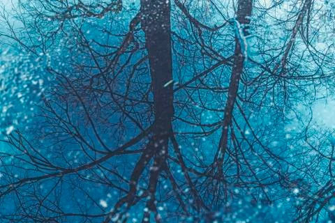 Reflection of a tree in a puddle for backgrounds Stock Photos