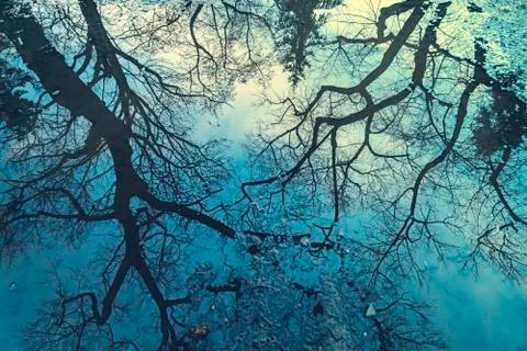 Reflection of a tree in a puddle for backgrounds Stock Photos