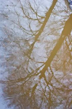 Reflection of a tree in a puddle Stock Photos
