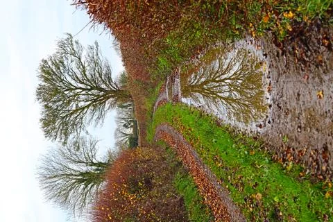 Reflection on tree in puddle Stock Photos