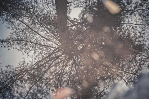 Reflection of a tree in a puddle of water in the pine forest Stock Photos