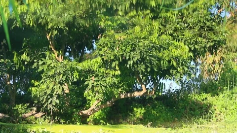 Reflection of  tree  in  the river , Chiangmai Thailand Stock Footage 102693410