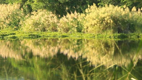 Reflection of  tree  in the river, Chiangmai Thailand Stock Footage 143779531