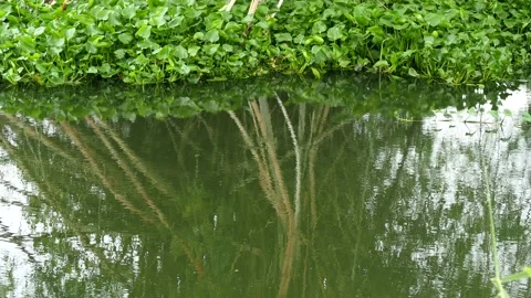 Reflection of  tree  in the river, Chiangmai Thailand Stock Footage 197060711