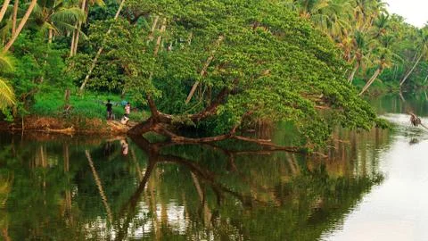 Reflection of tree on river in forest, Kerala. Stock Photos