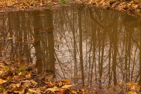Reflection of tree trunks in a puddle of sprinkled foliage Stock Photos
