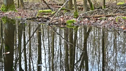 Reflection of tree trunks in water in a flooded forest in early spring Stockbeeldmateriaal 300159824
