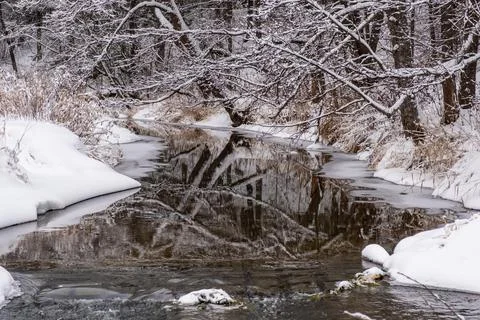 Reflection of tree trunks in the water of a small river with banks covered wi Stock Photos