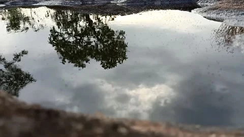 Reflection of the tree in the water and the beautiful sunset. Stock Footage 164676060
