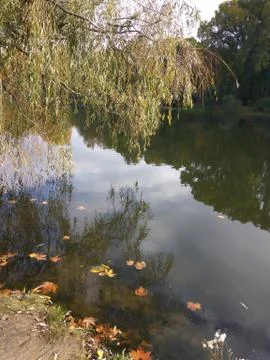 Reflection of a tree in water and several leaves floating on the water. Autumn Stock Photos